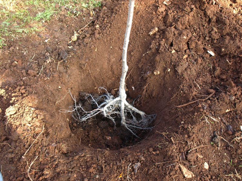 Root Barrier Installation